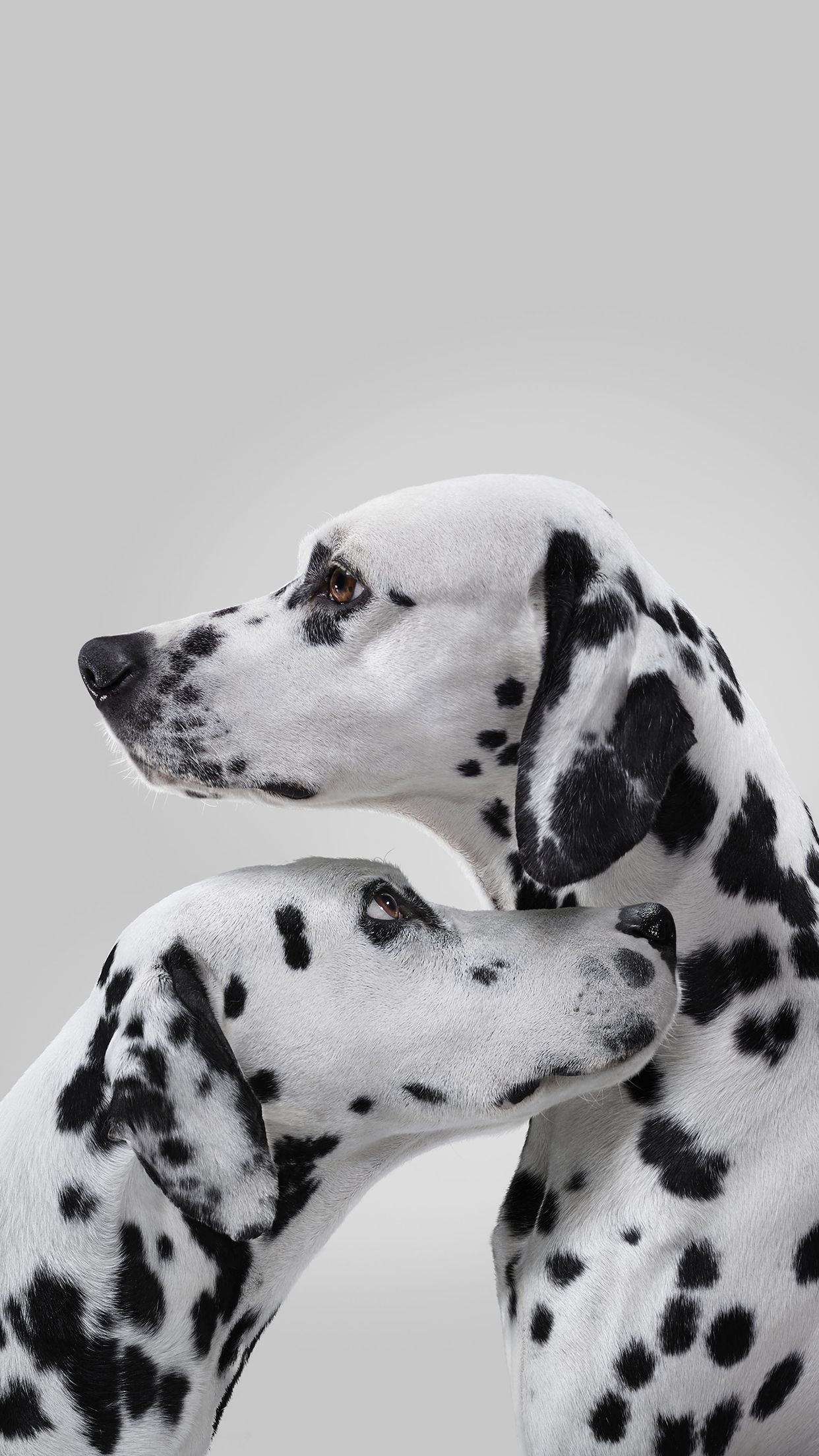 Dalmatian Iphone Wallpapers