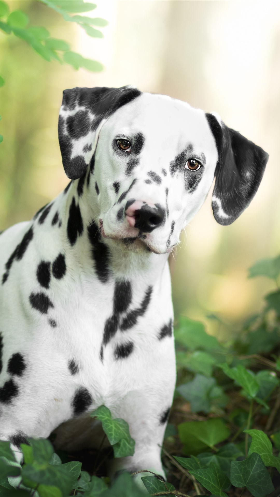 Dalmatian Iphone Wallpapers