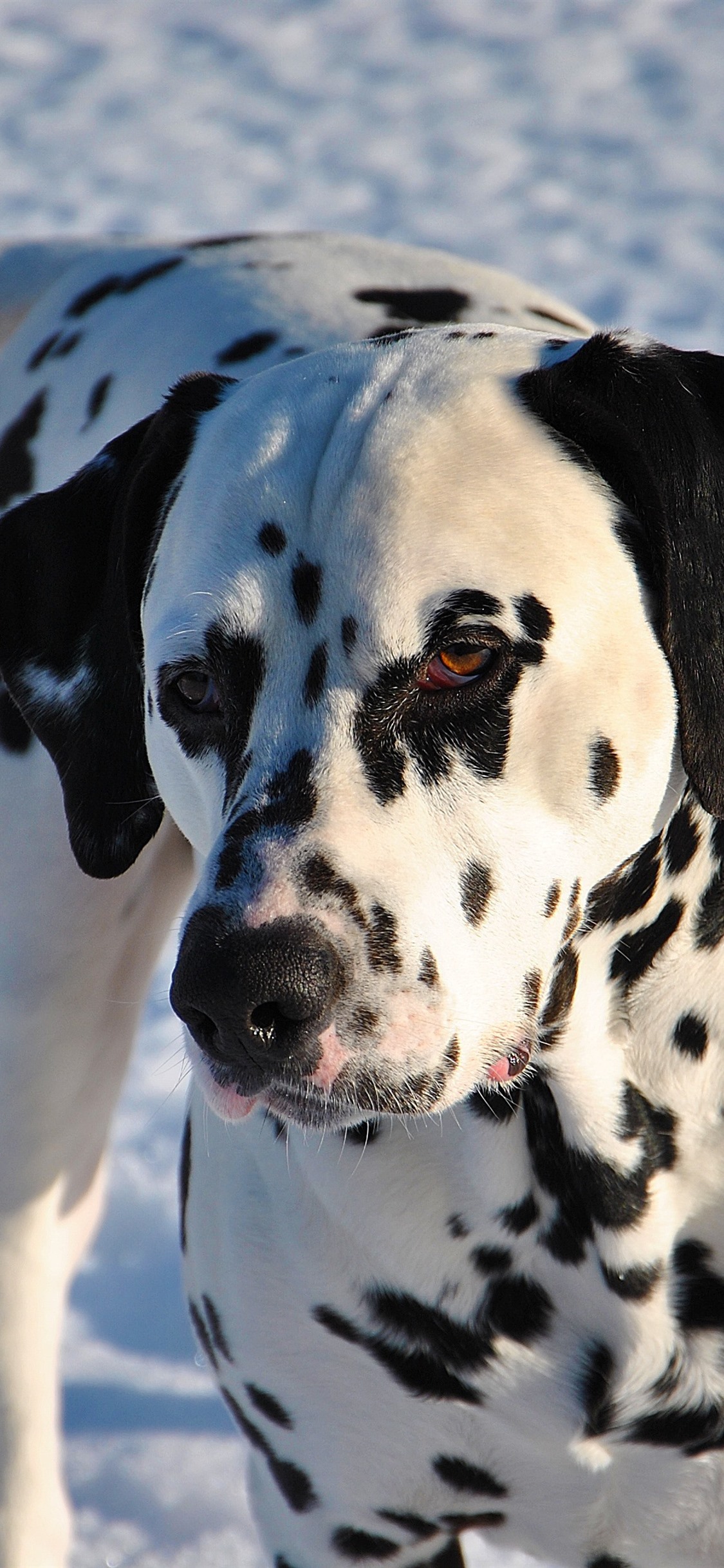 Dalmatian Iphone Wallpapers