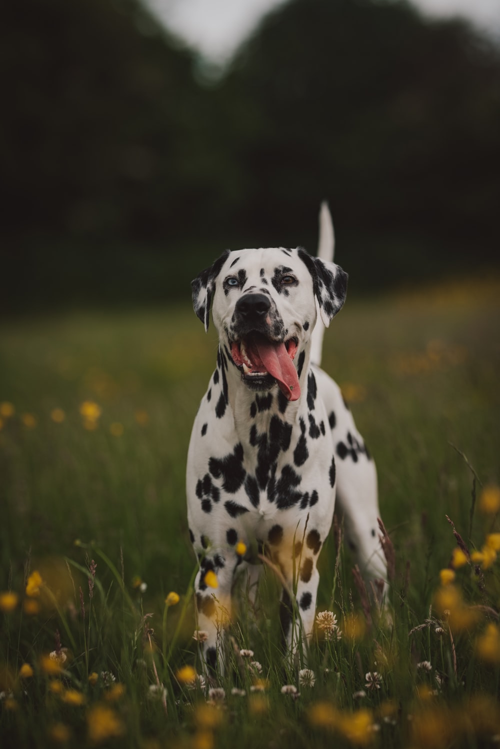 Dalmatian Iphone Wallpapers