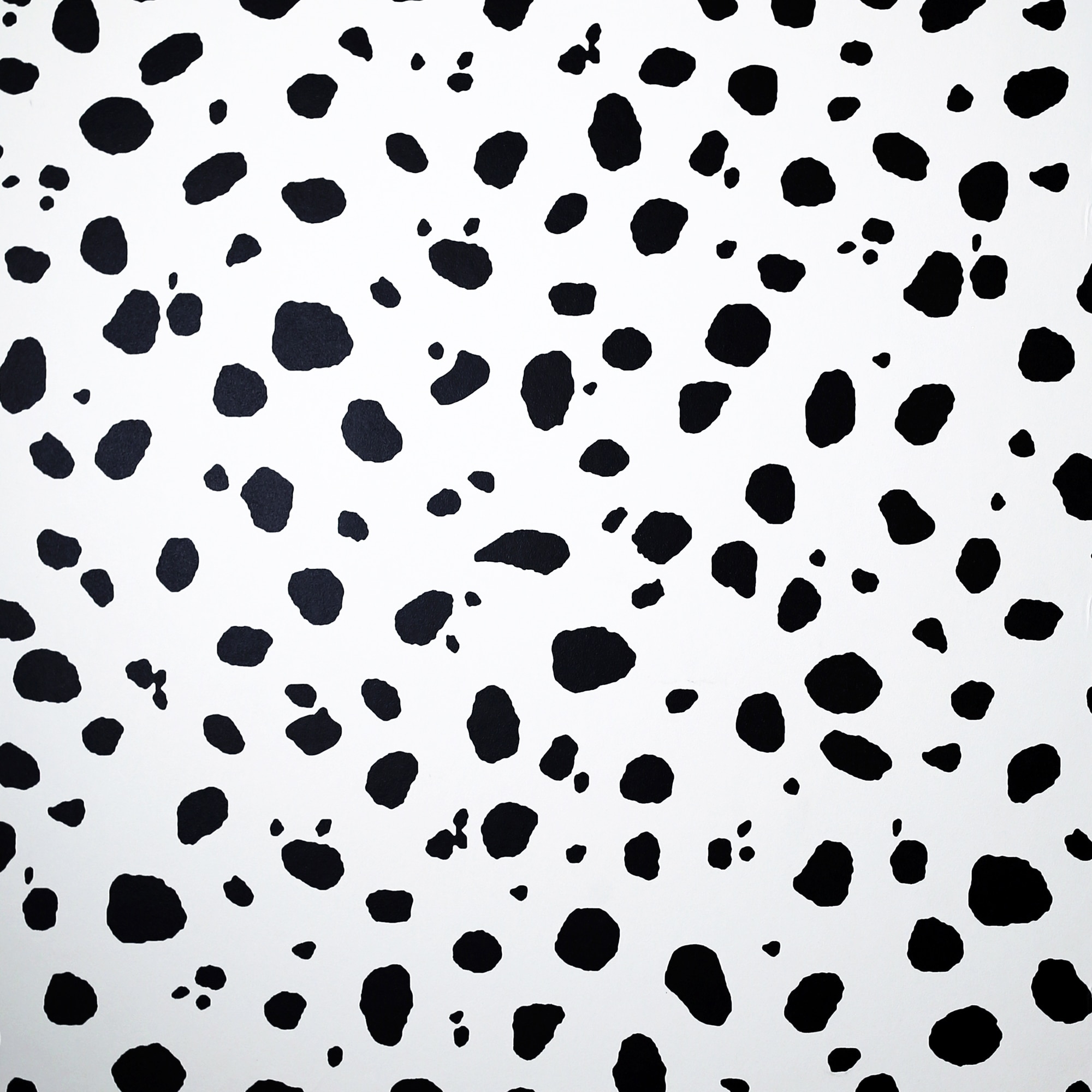 Dalmatian Iphone Wallpapers