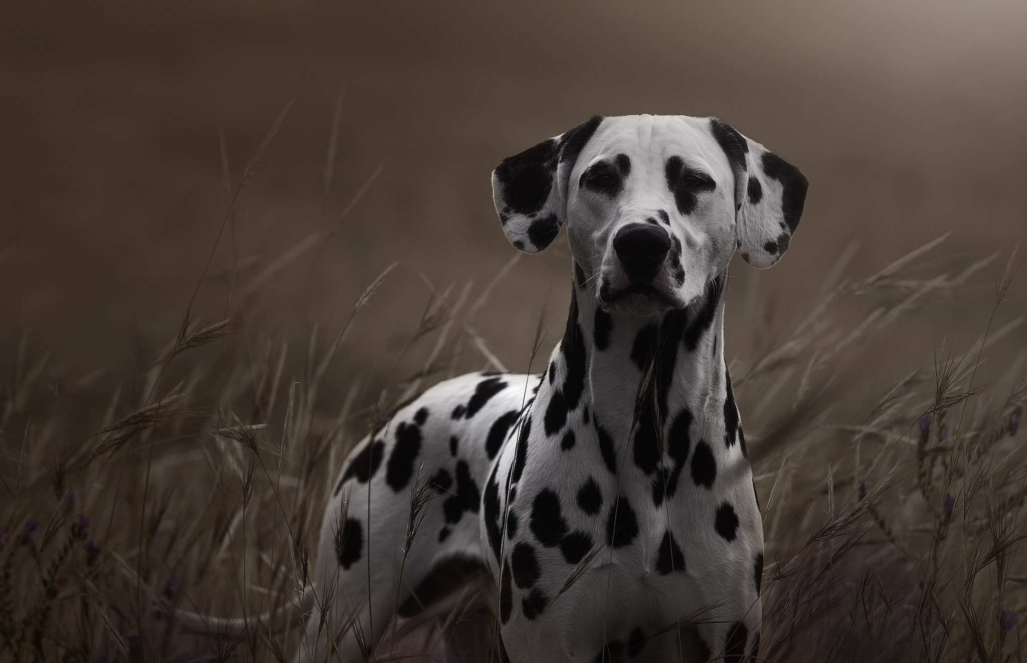 Dalmatian Wallpapers