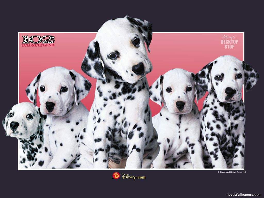 Dalmatians Wallpapers