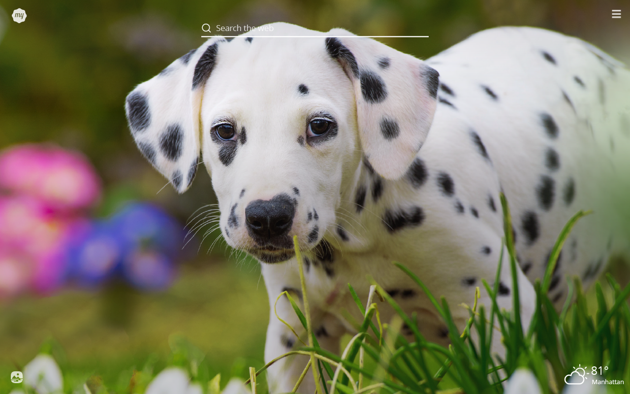 Dalmatians Wallpapers