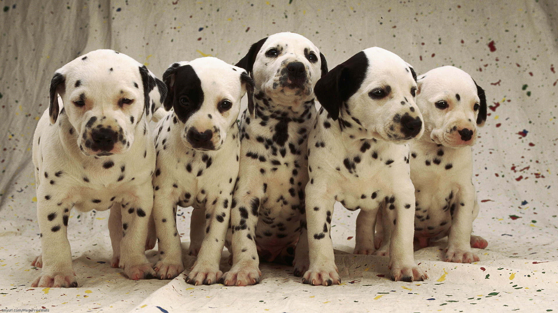 Dalmatians Wallpapers