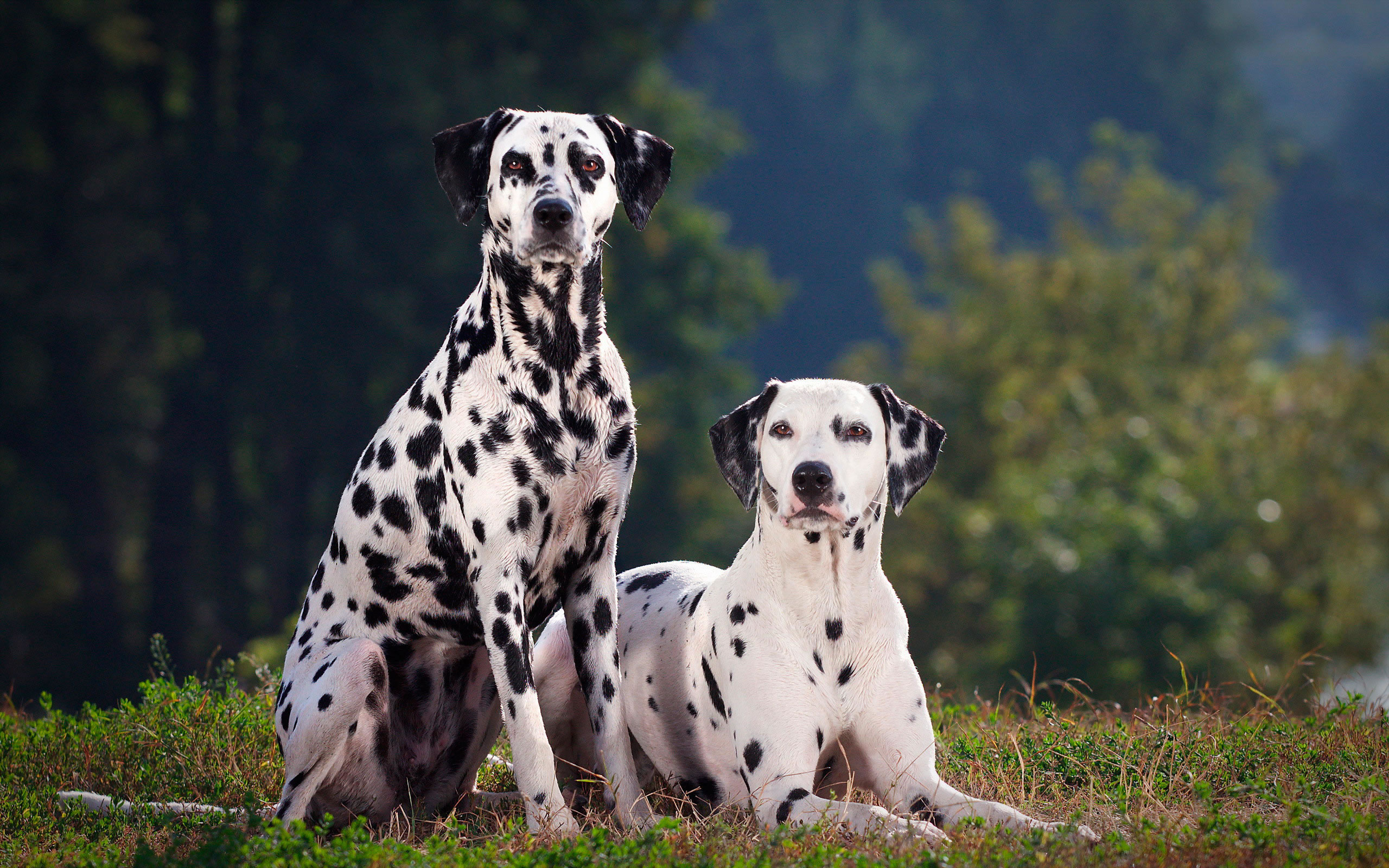 Dalmatians Wallpapers