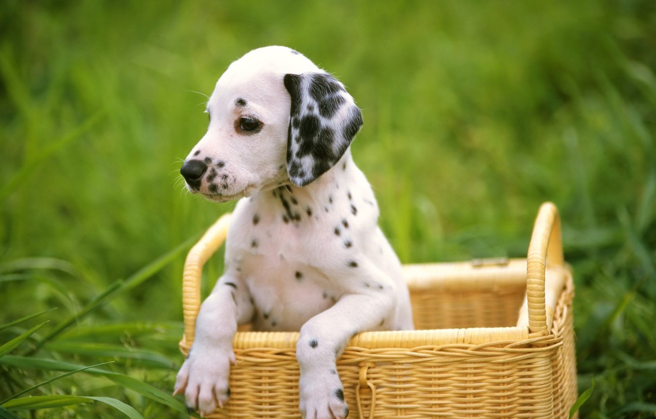 Dalmatians Wallpapers