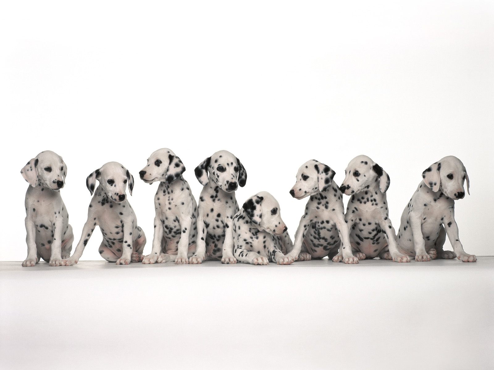 Dalmatians Wallpapers