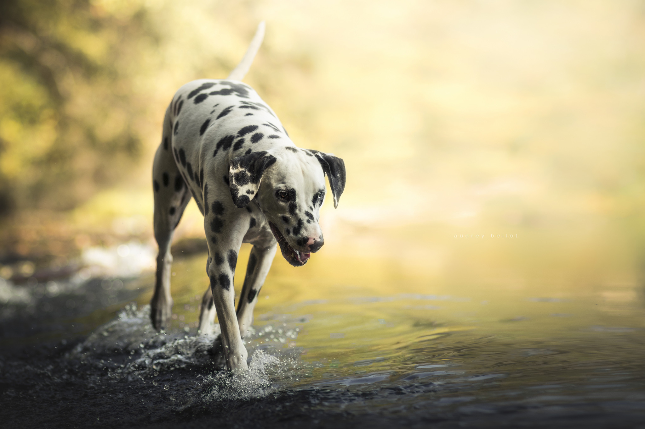 Dalmatians Wallpapers