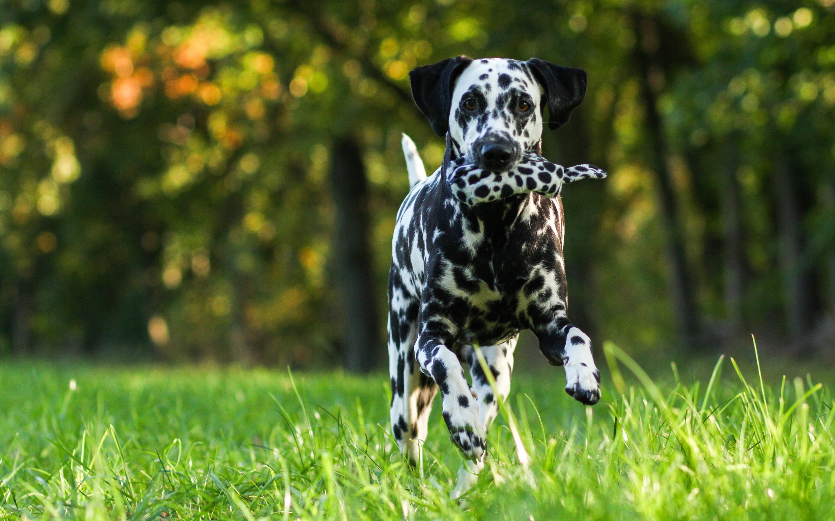 Dalmatians Wallpapers