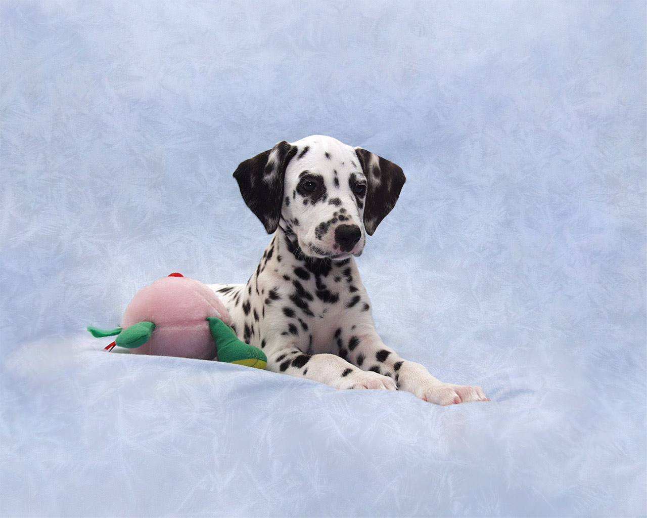 Dalmatians Wallpapers