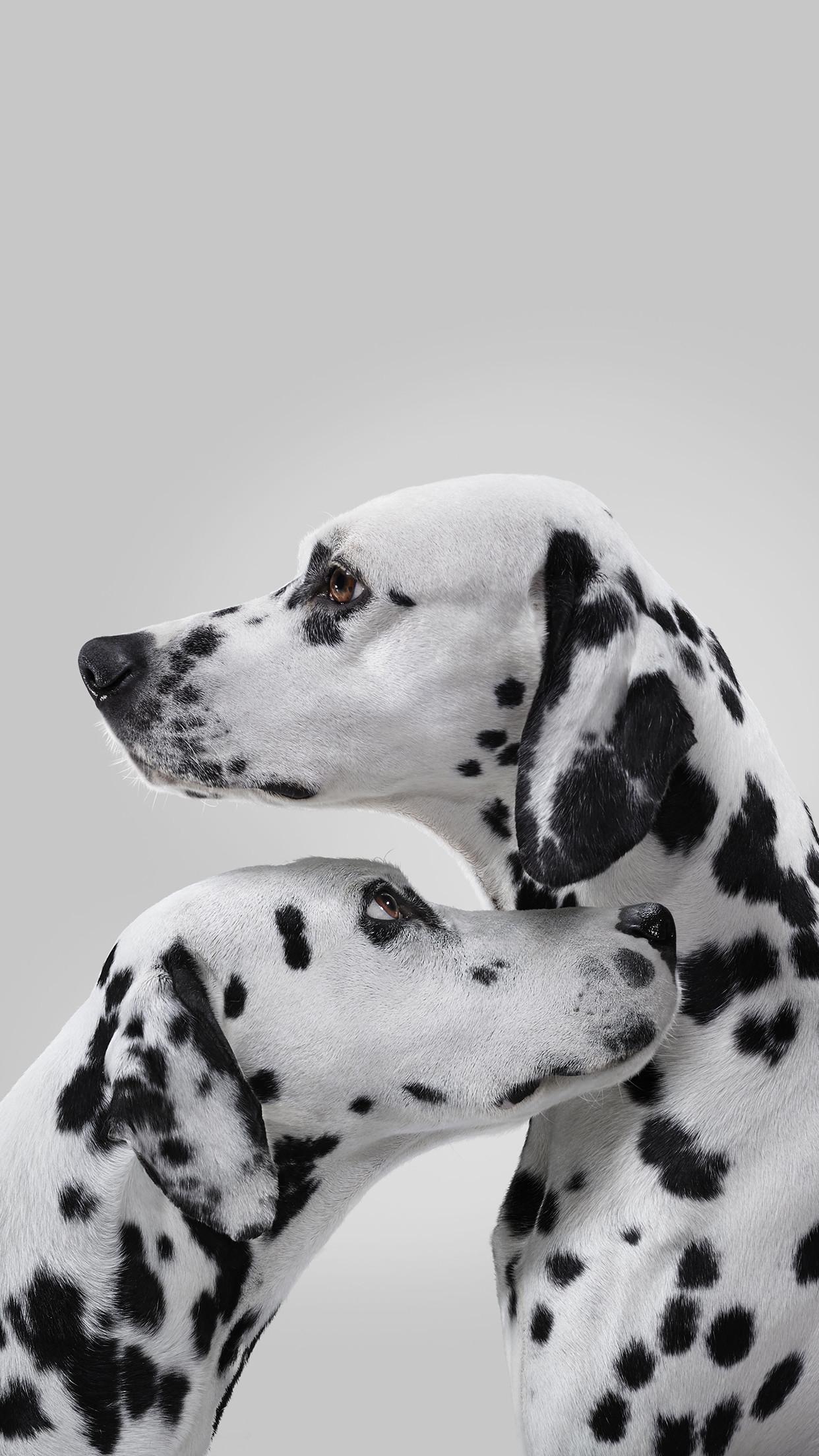 Dalmatians Wallpapers