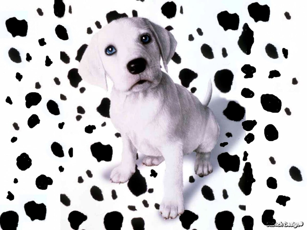 Dalmatians Wallpapers