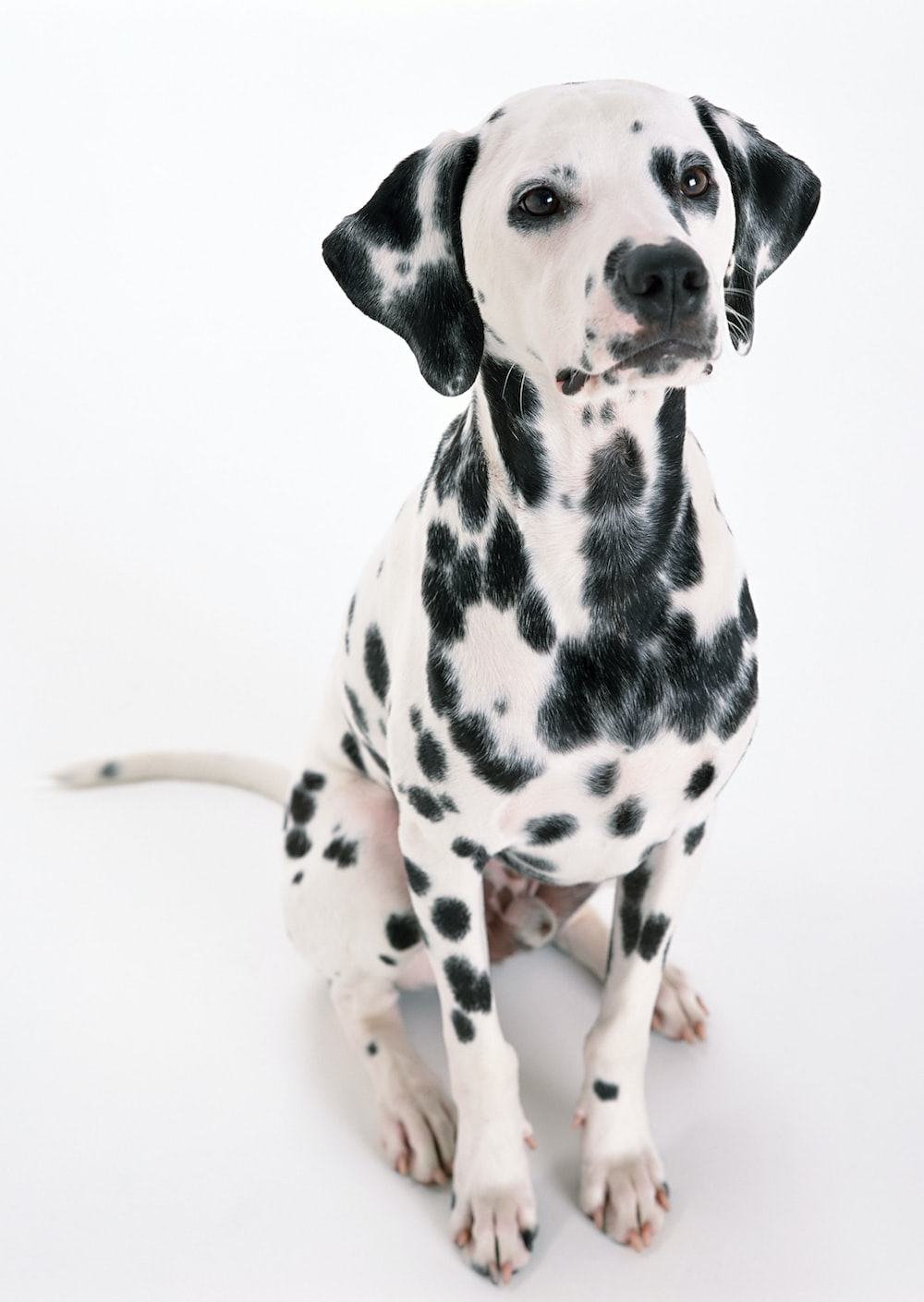 Dalmatians Wallpapers