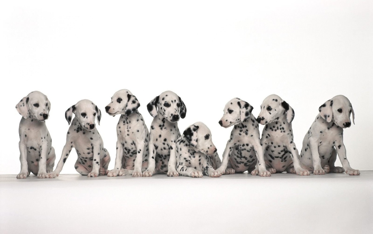 Dalmatians Wallpapers