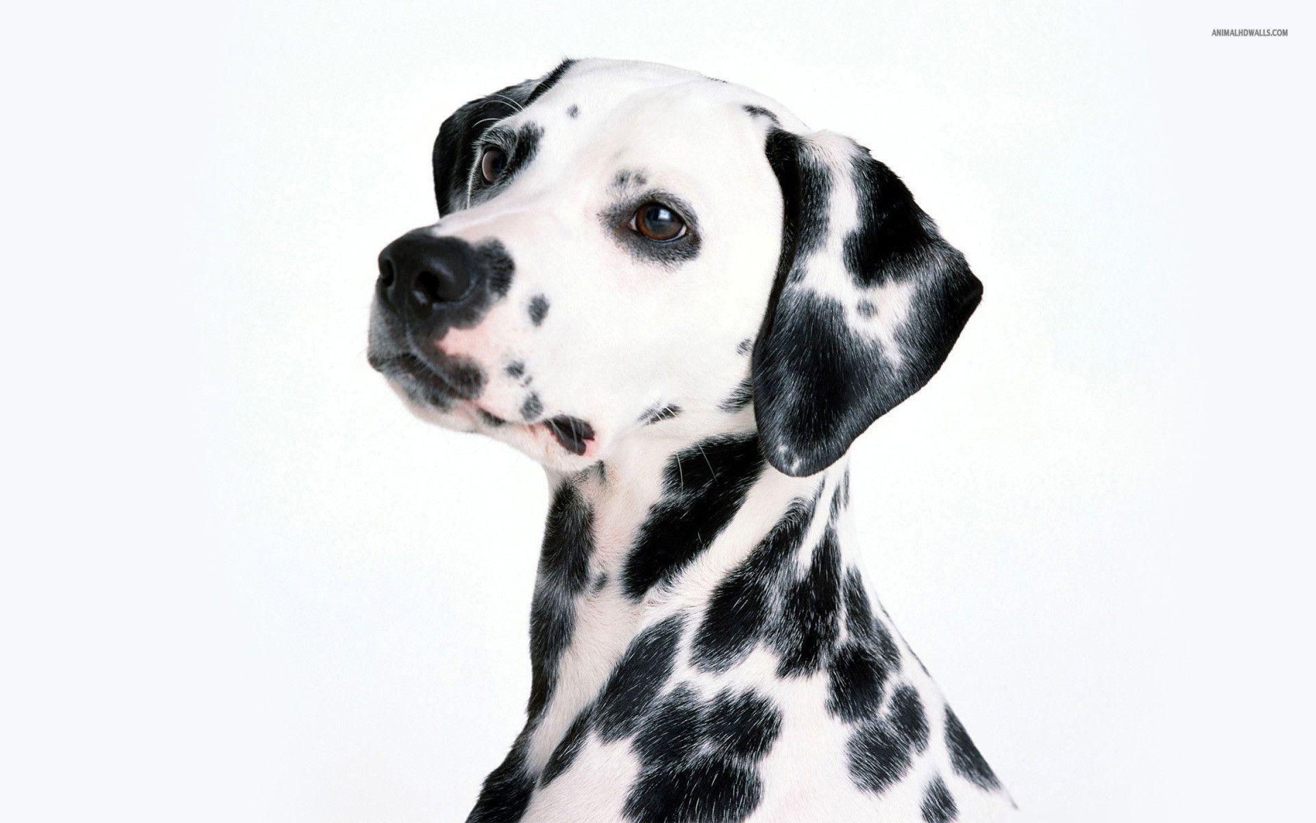 Dalmatians Wallpapers