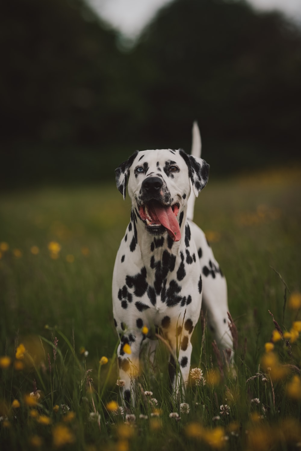 Dalmatians Wallpapers