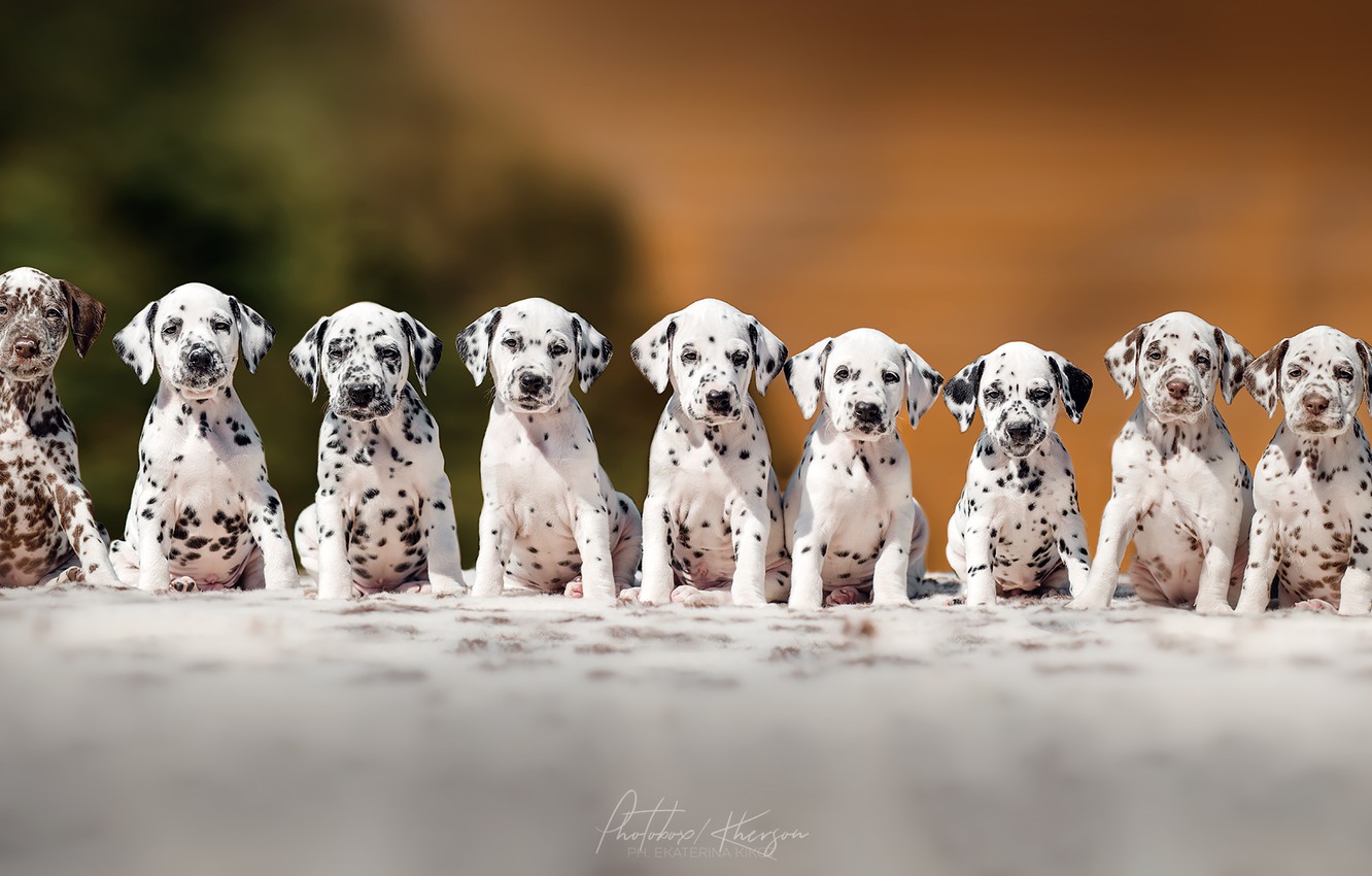 Dalmatians Wallpapers