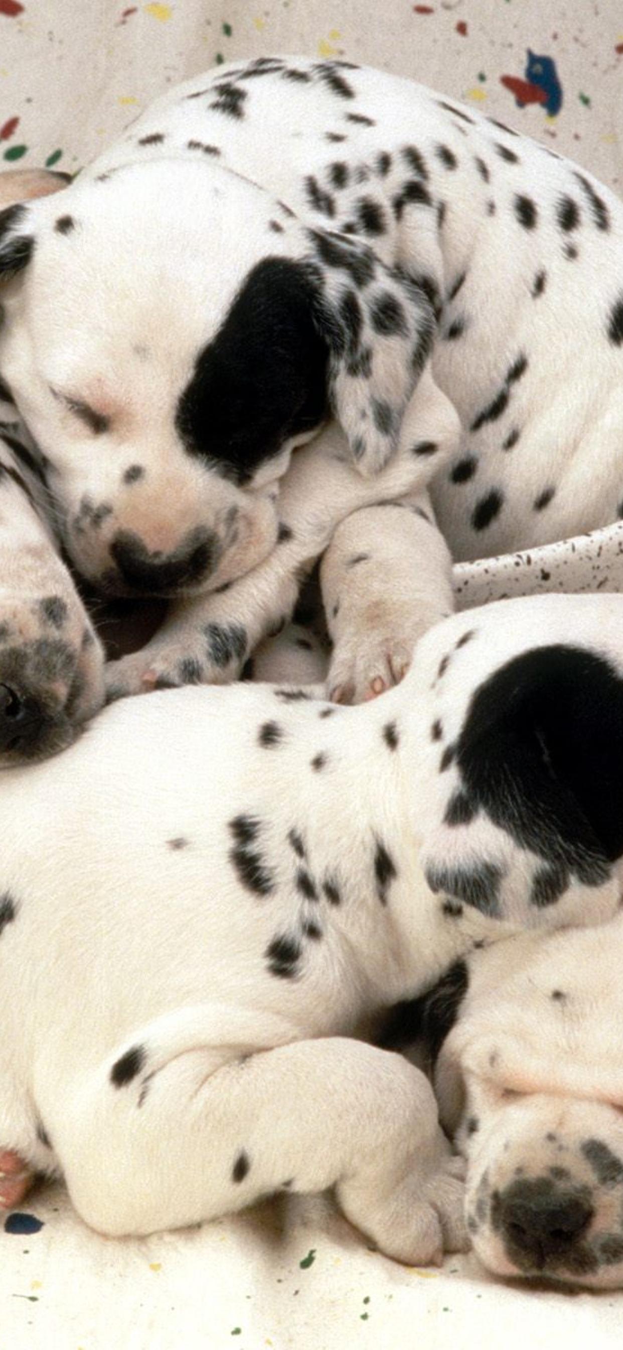 Dalmatians Wallpapers