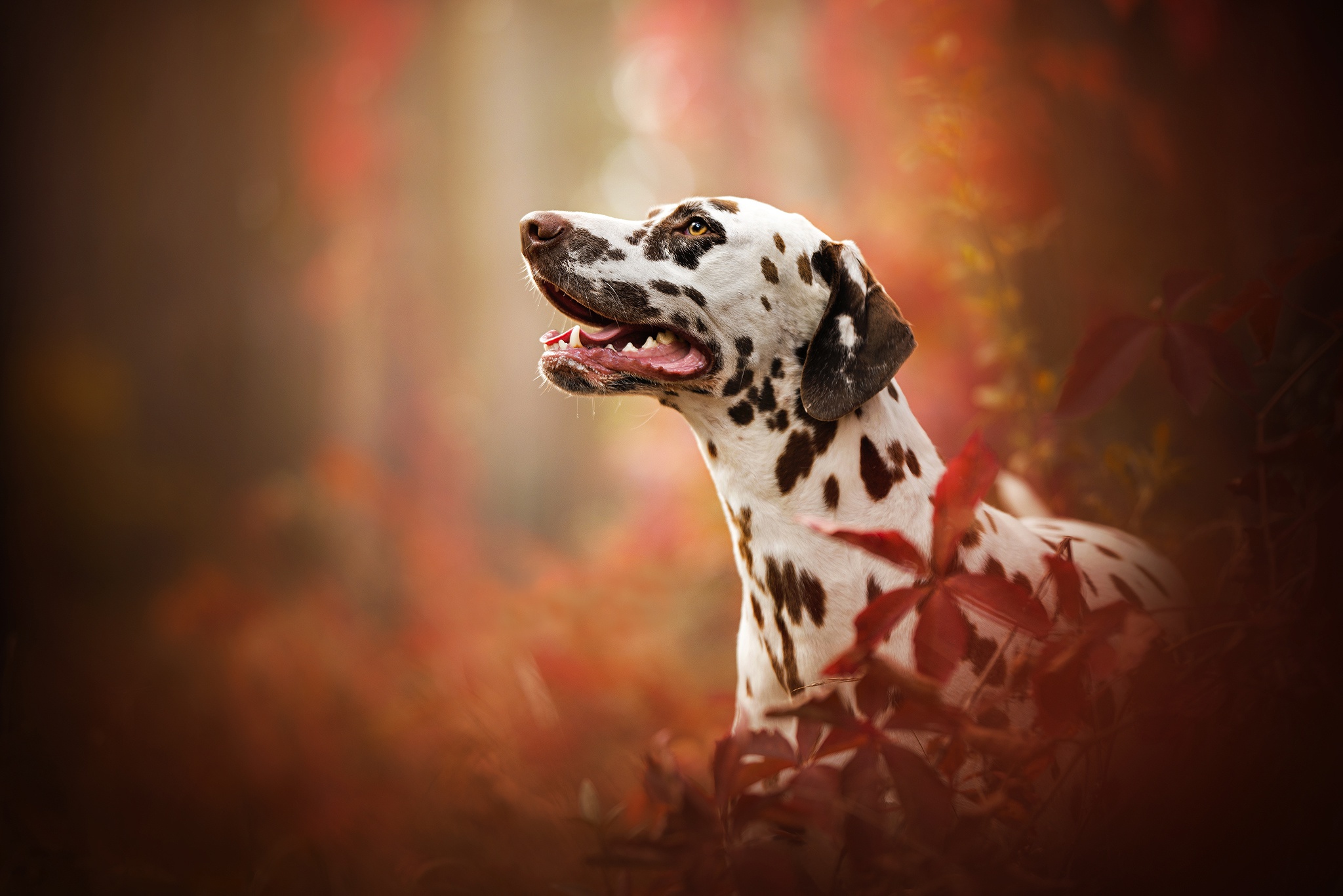 Dalmatians Wallpapers