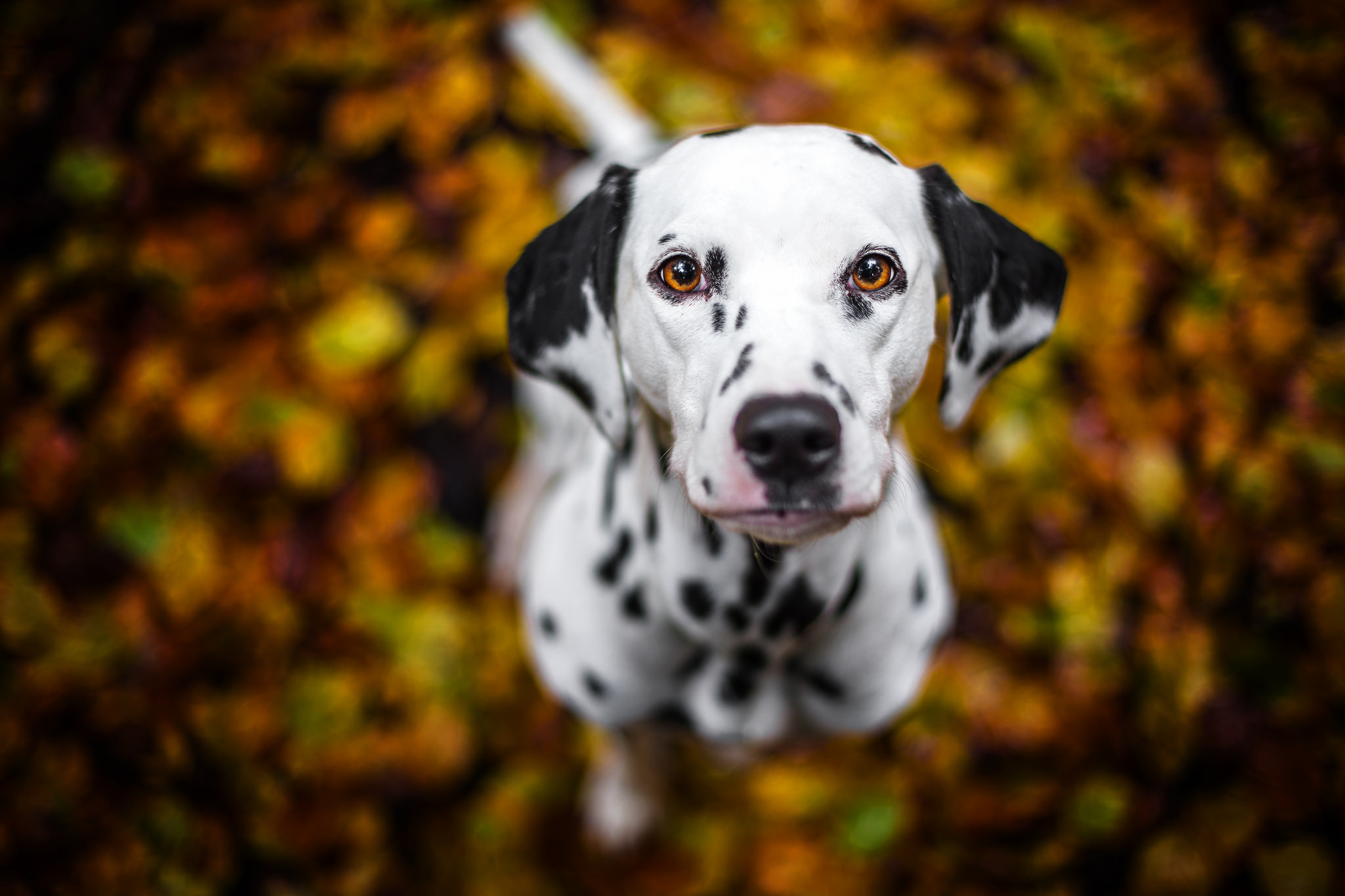 Dalmatians Wallpapers