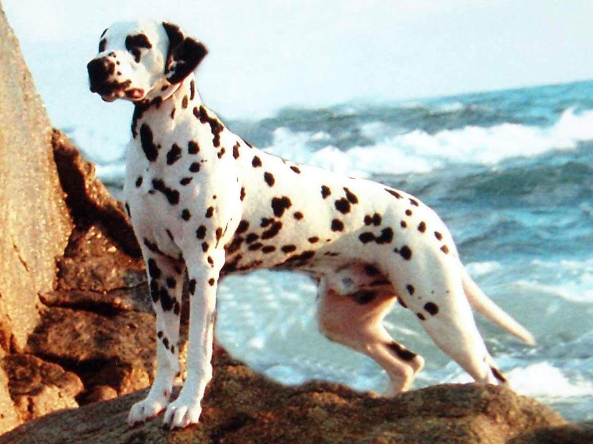 Dalmatians Wallpapers