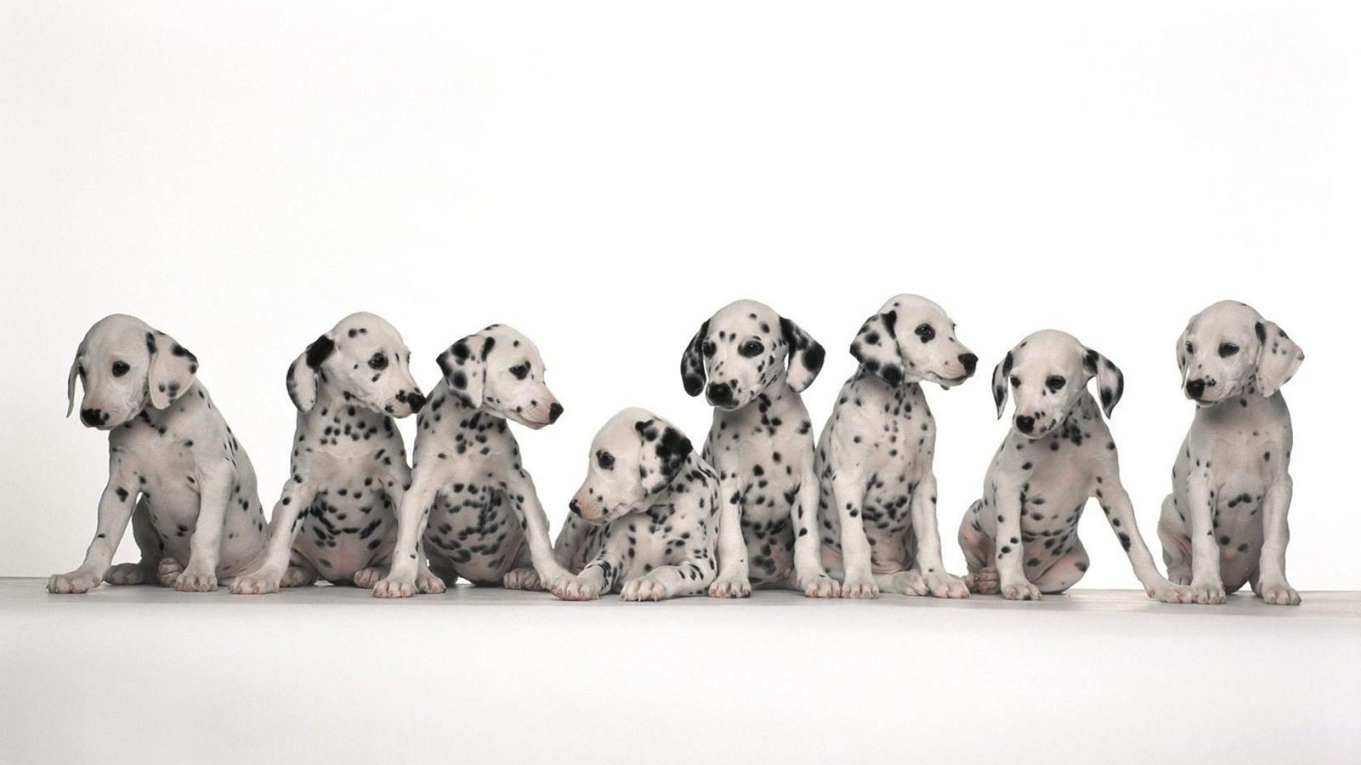 Dalmatians Wallpapers