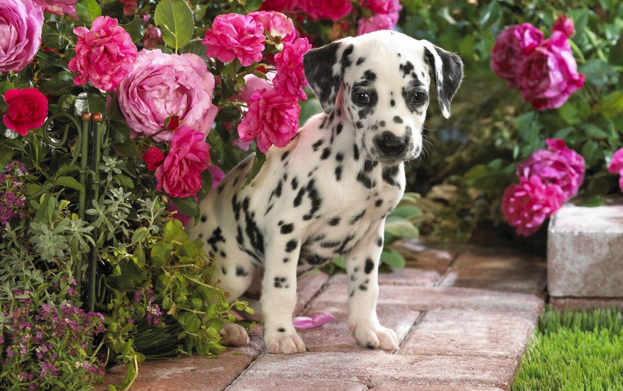 Dalmatians Wallpapers