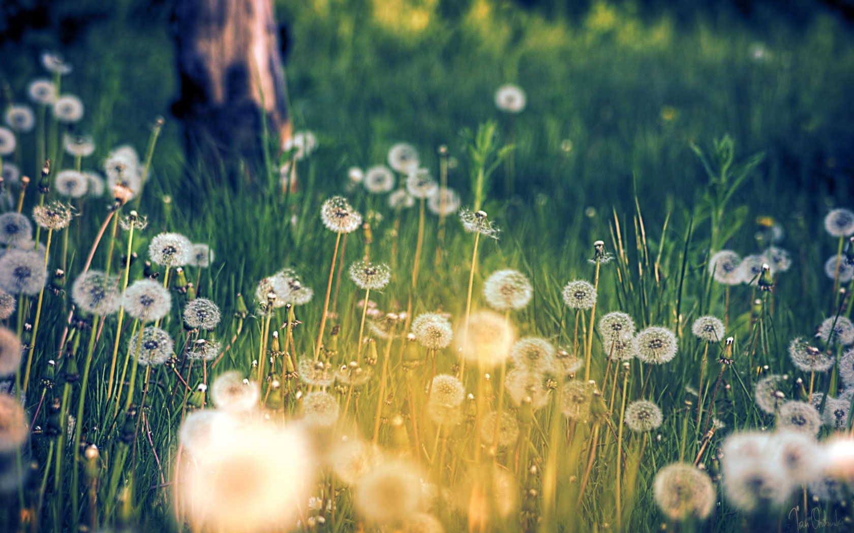 Dandelion Field Background