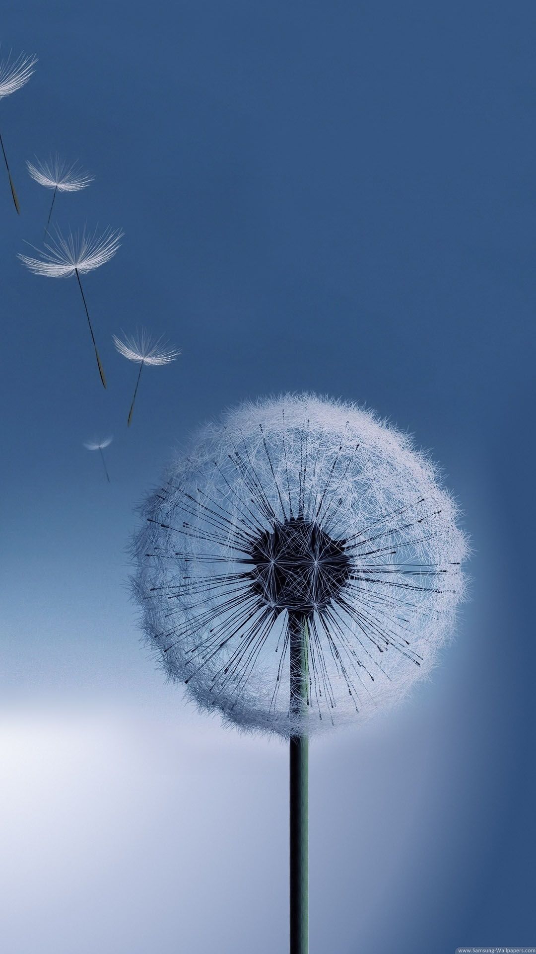 Dandelion Wallpapers