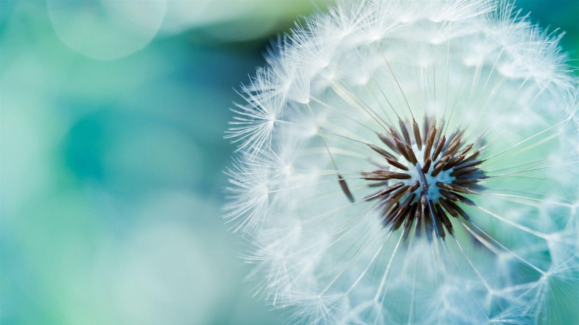 Dandelion Wallpapers