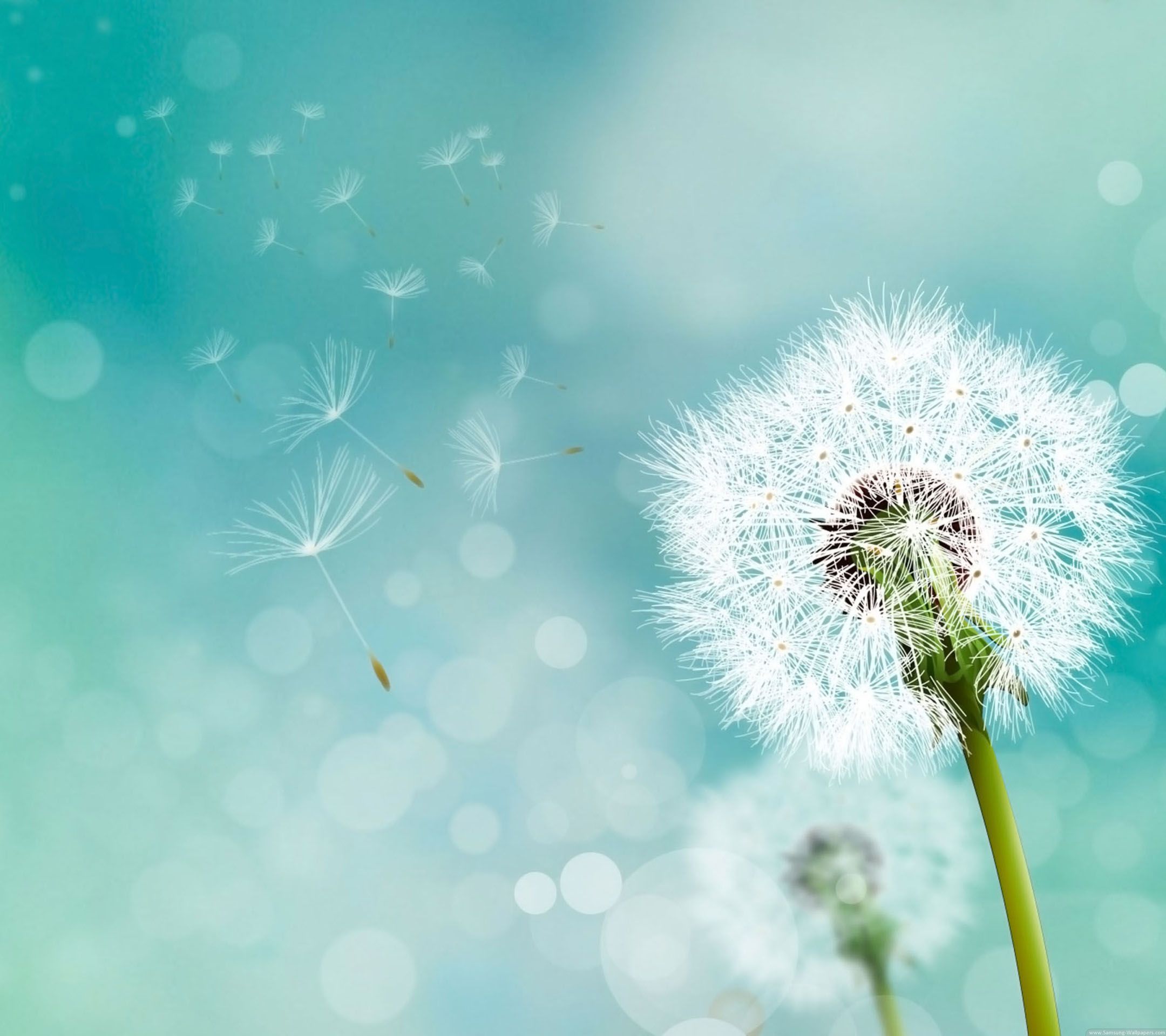 Dandelion Wallpapers