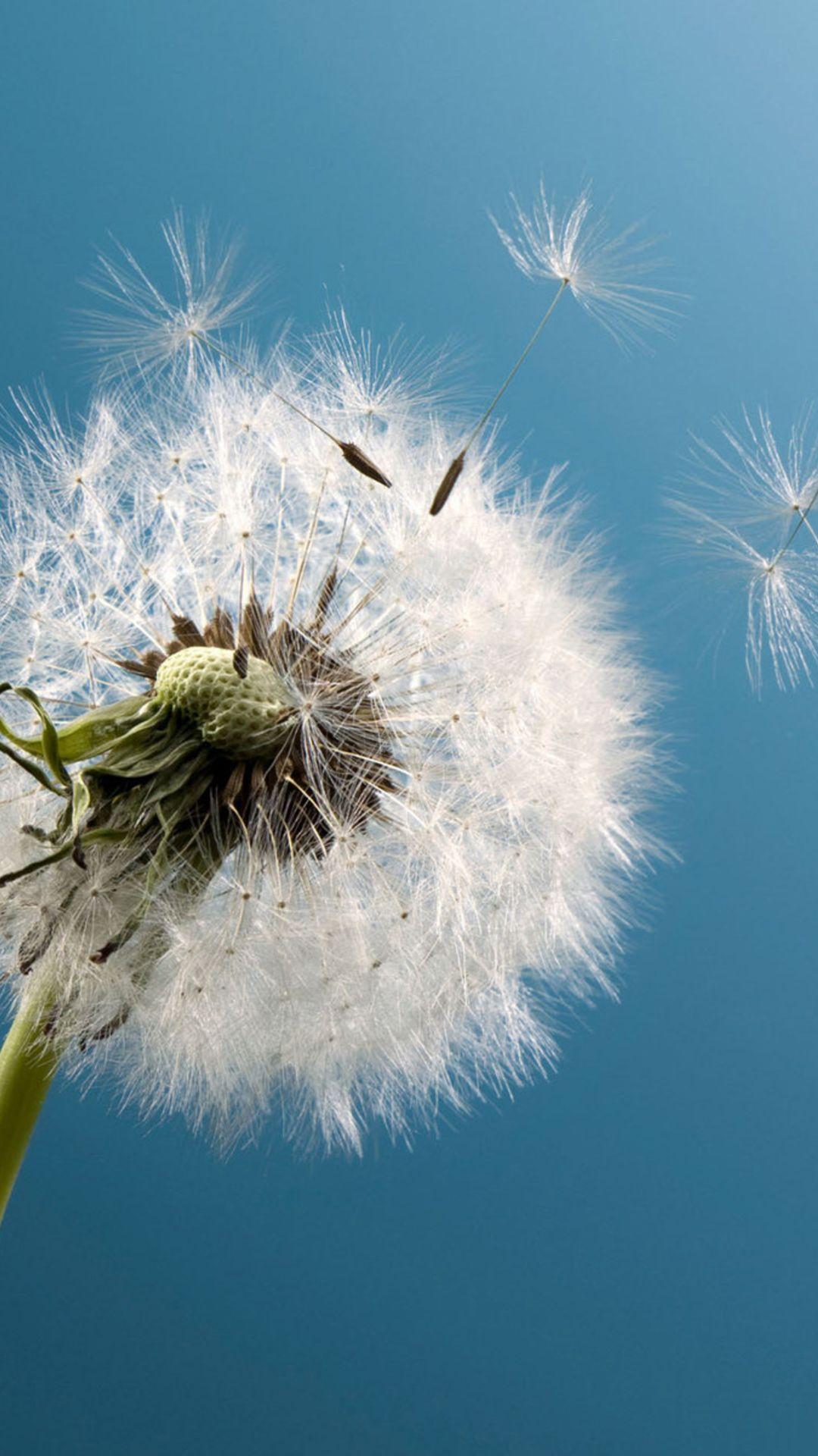 Dandelion Wallpapers