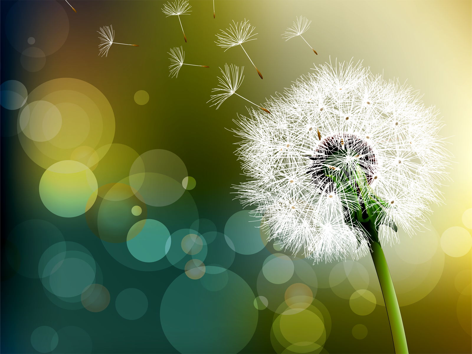 Dandelion Wallpapers