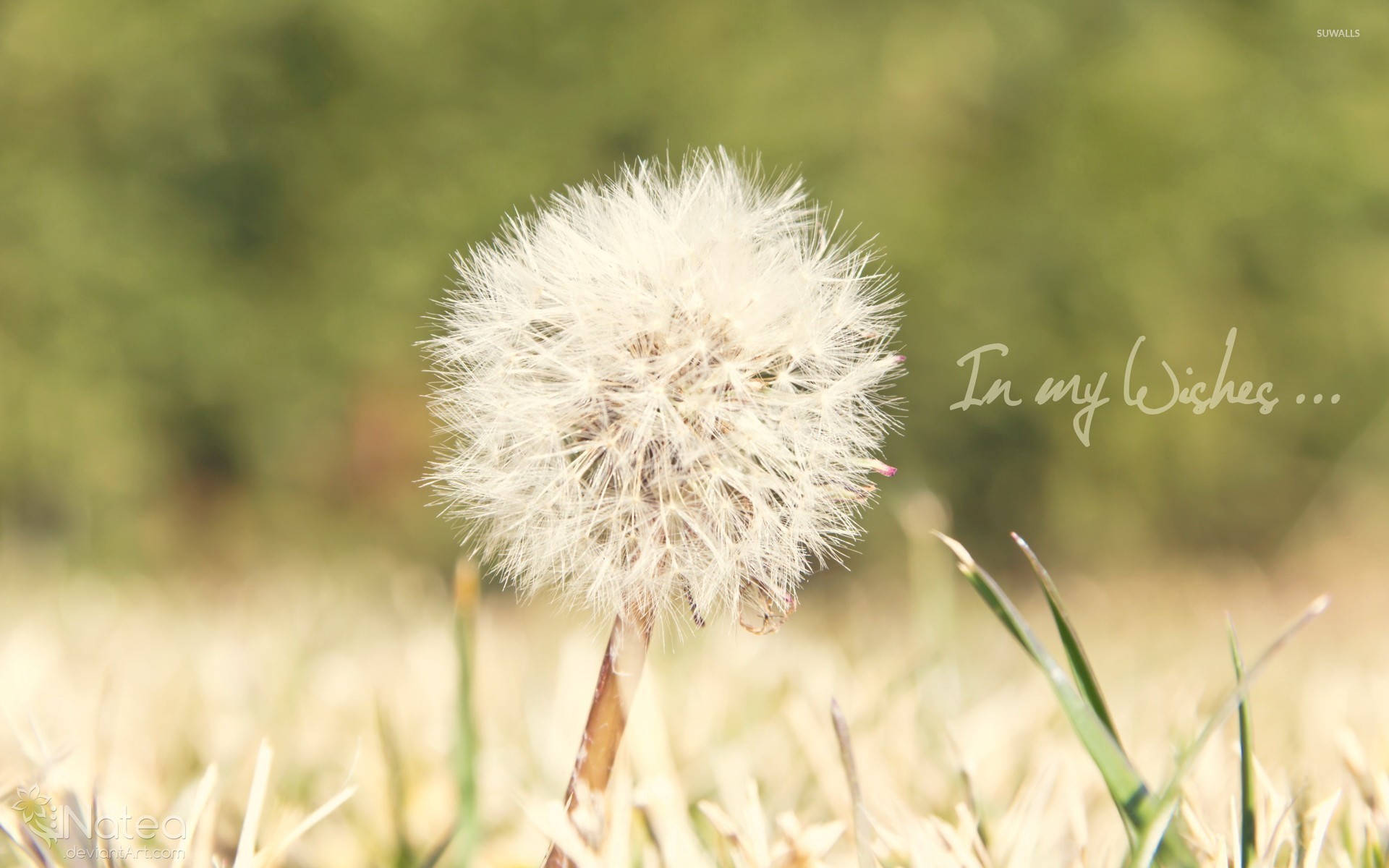 Dandelion Wallpapers