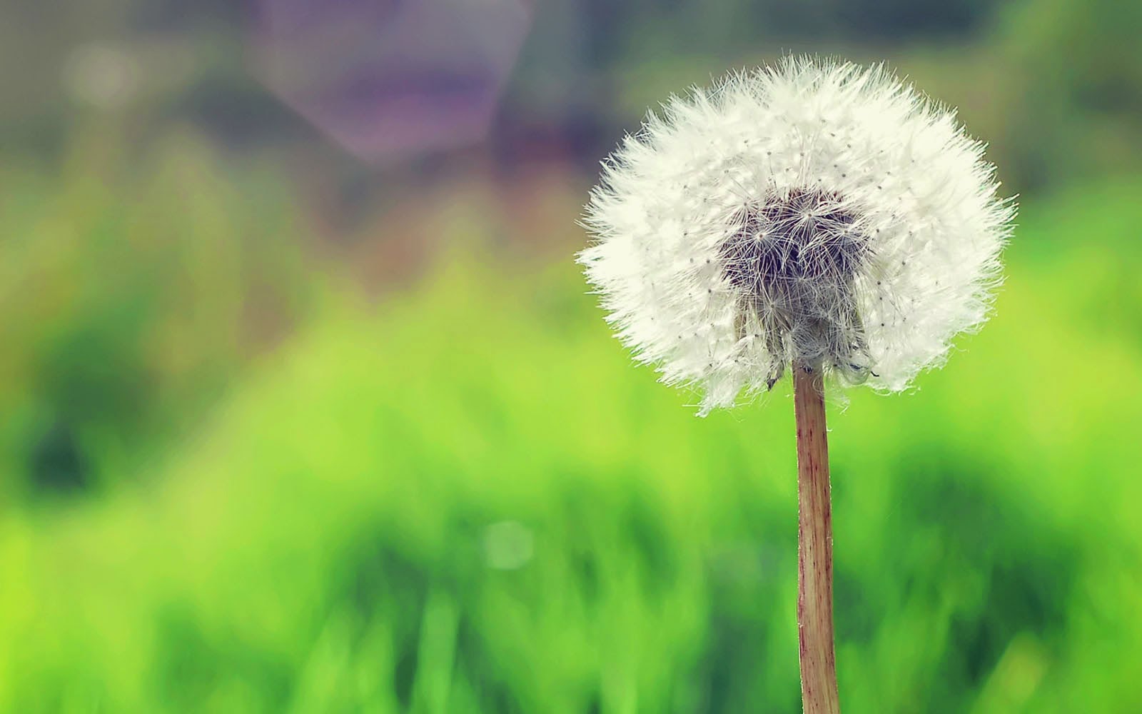 Dandelion Wallpapers