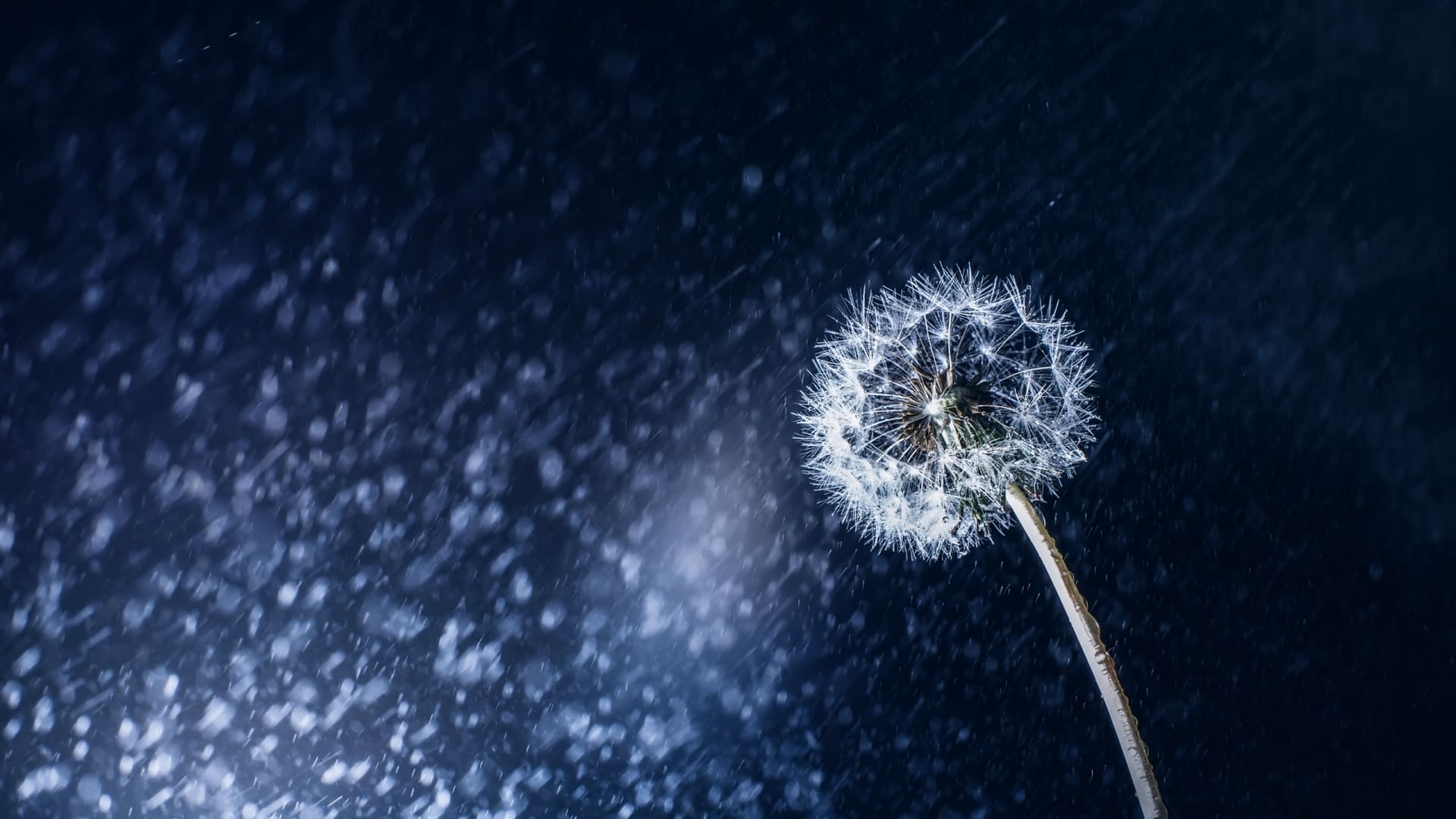 Dandelion Wallpapers