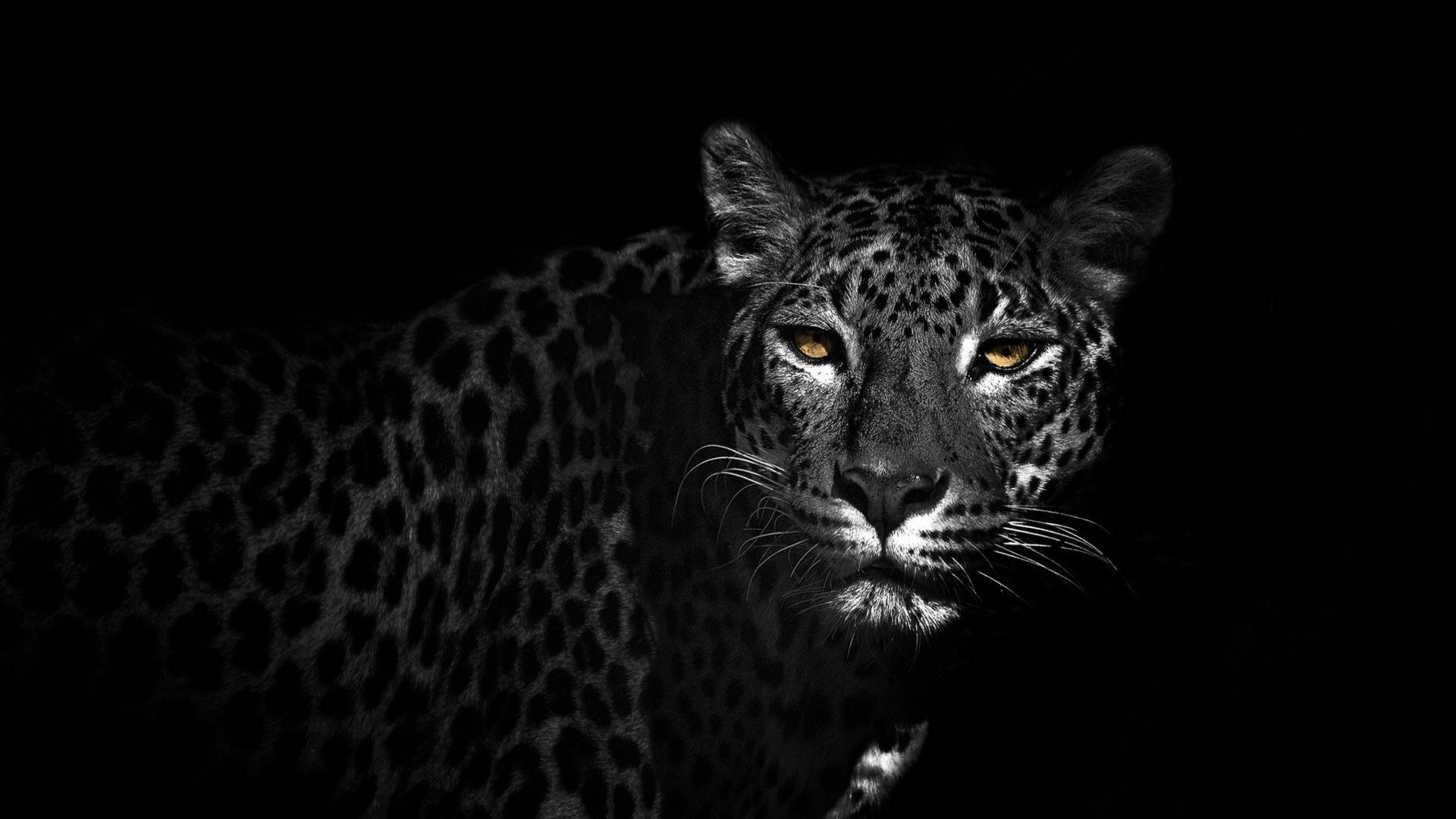 Dark Animals Wallpapers