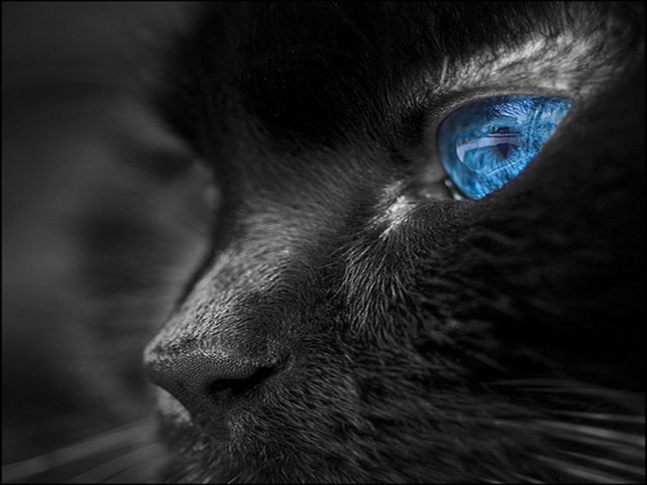 Dark Blue Artistic Eyes Wallpapers