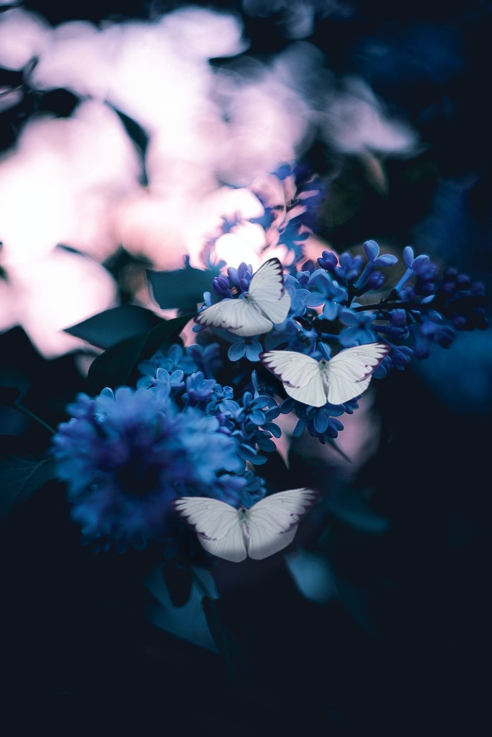 Dark Blue Flower Aesthetic Wallpapers