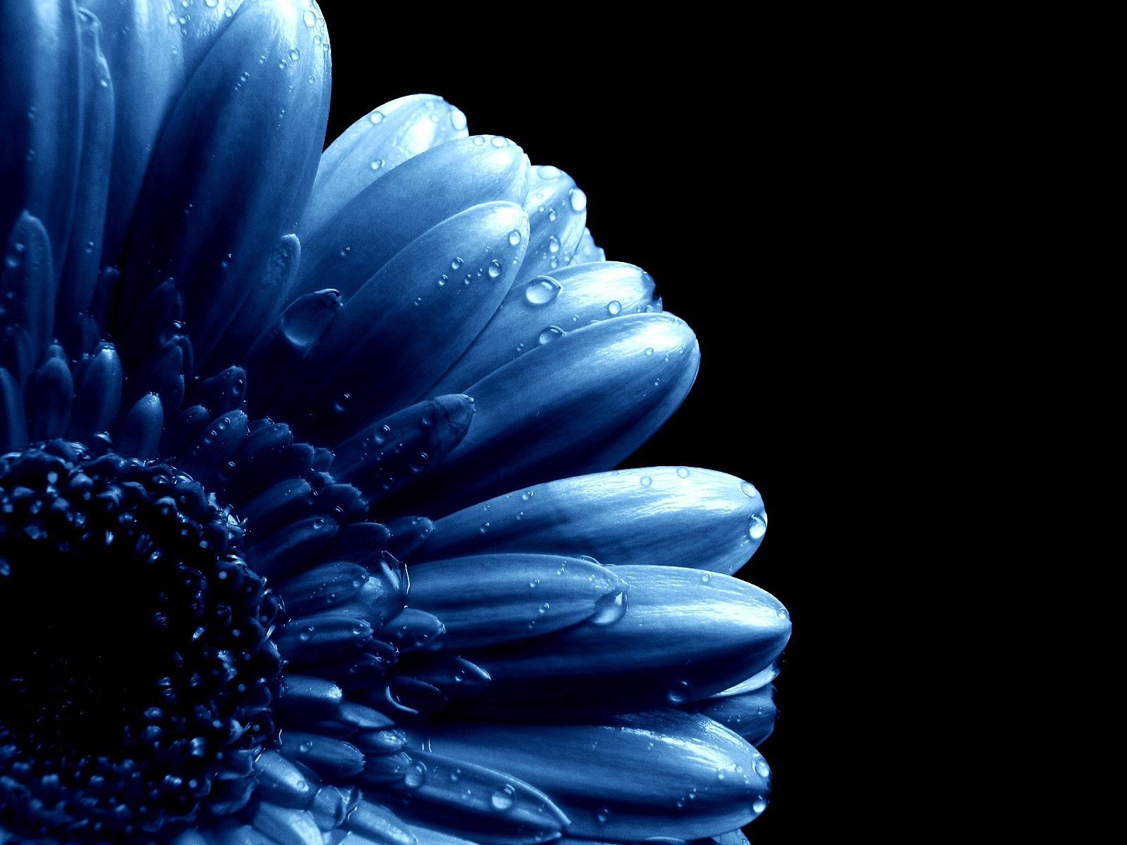 Dark Blue Flower Aesthetic Wallpapers