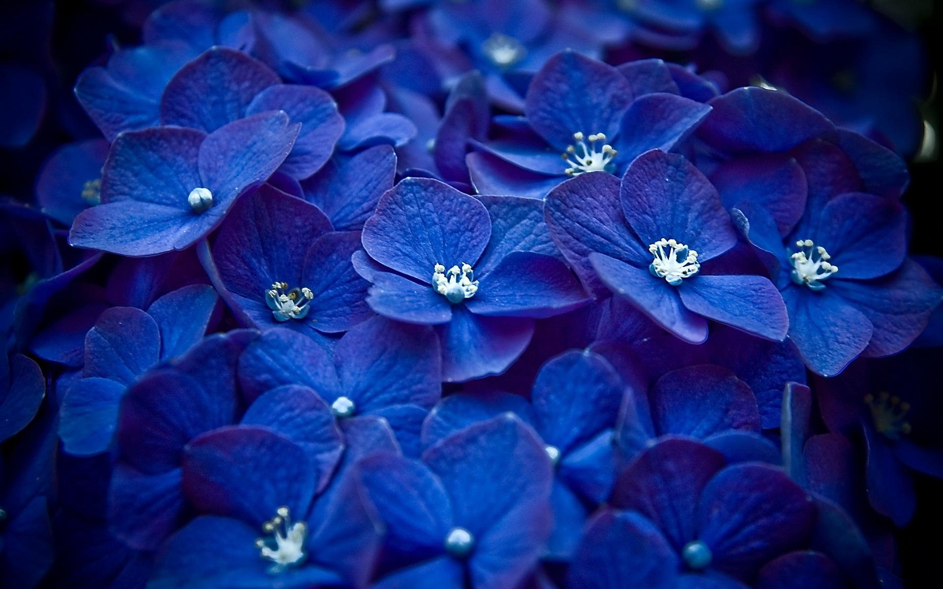 Dark Blue Flower Aesthetic Wallpapers