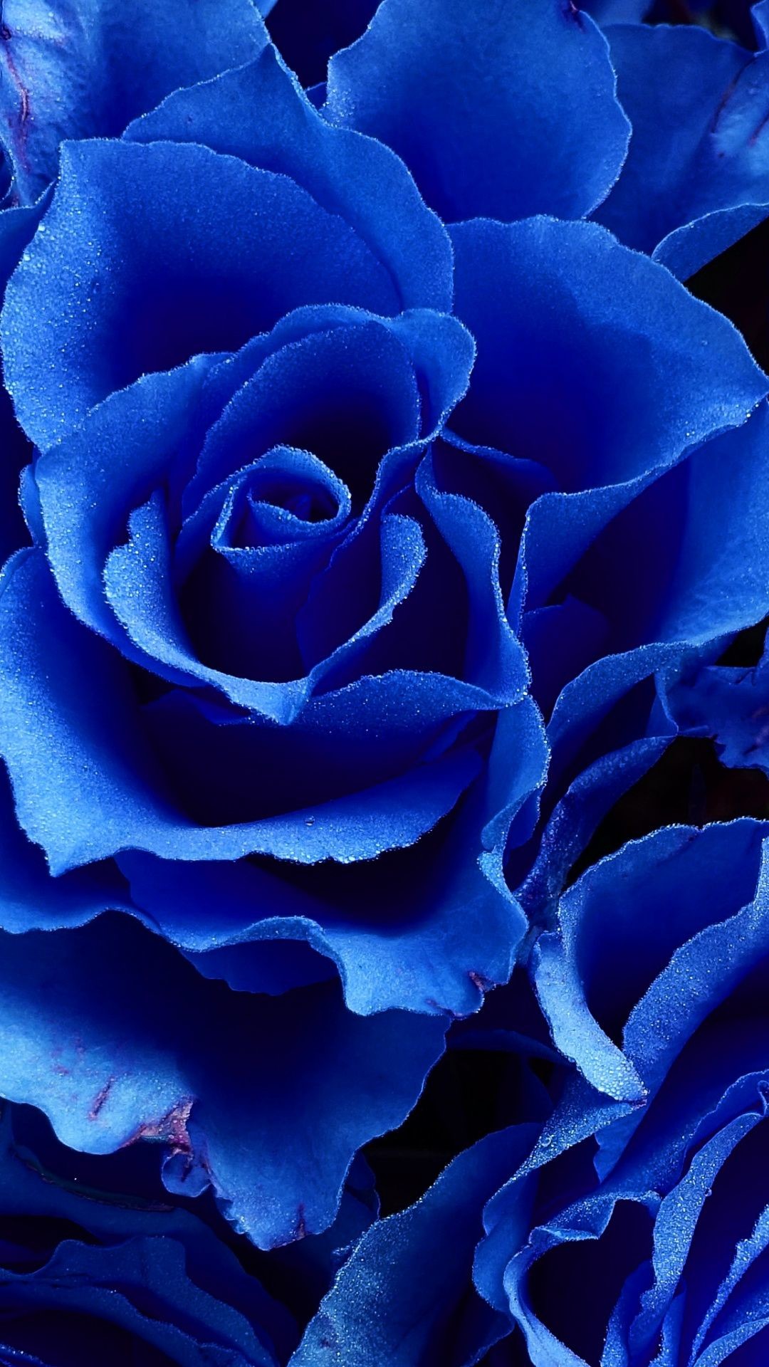 Dark Blue Flower Aesthetic Wallpapers