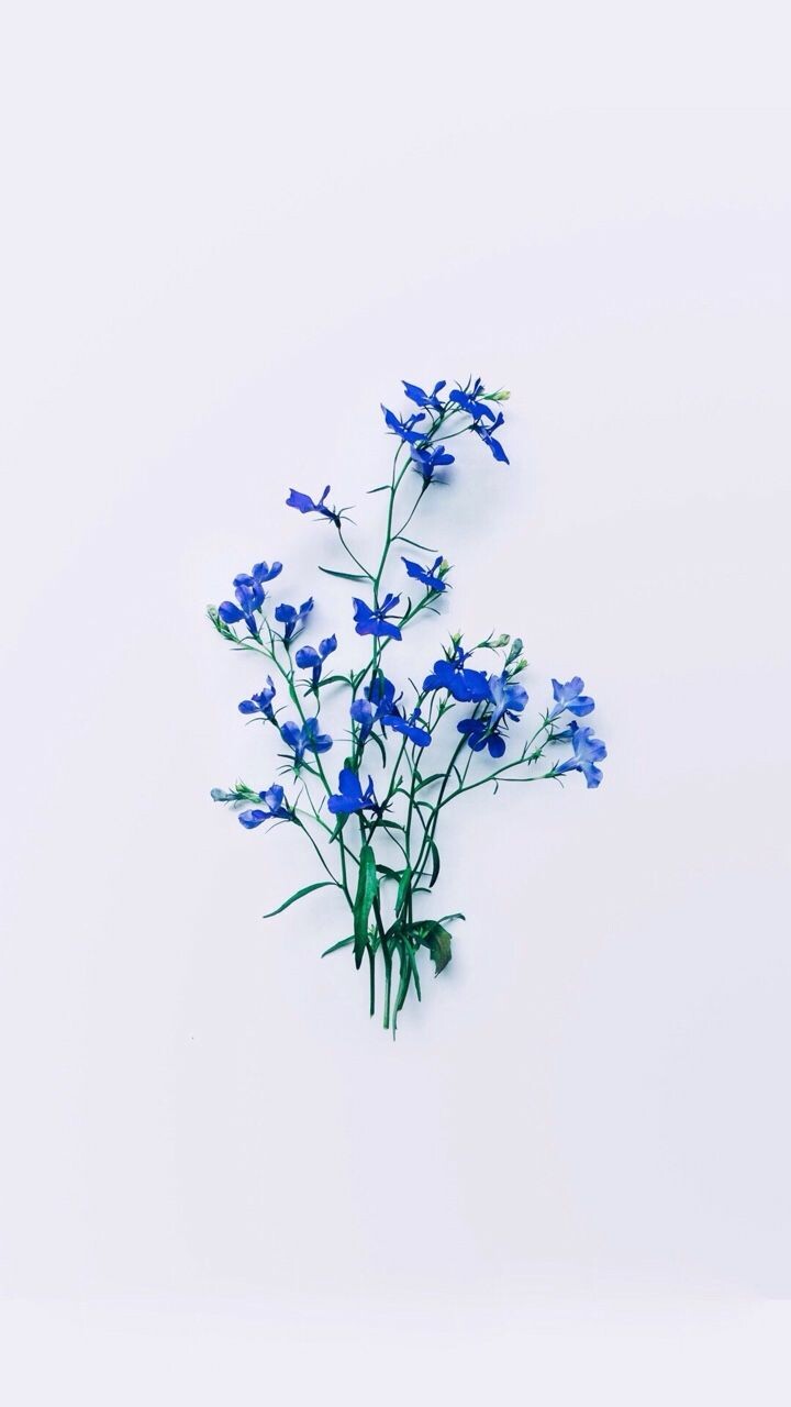 Dark Blue Flower Aesthetic Wallpapers