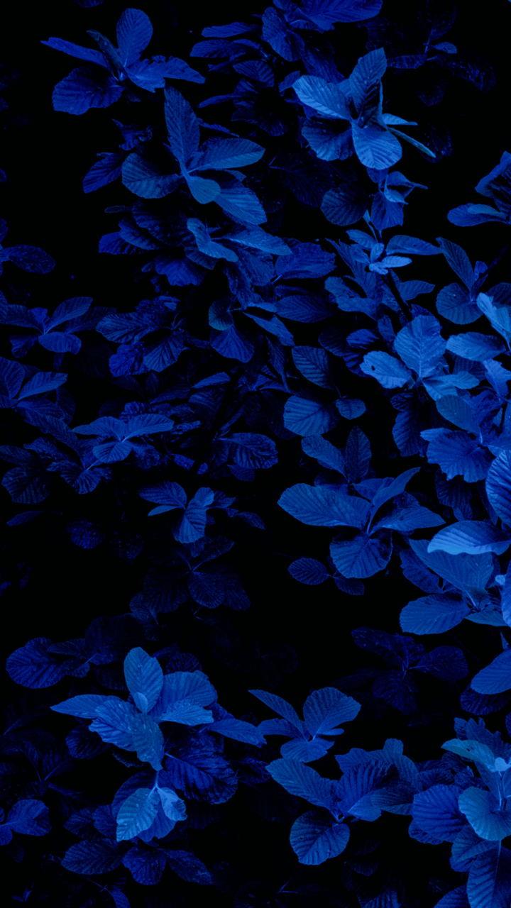 Dark Blue Wallpapers