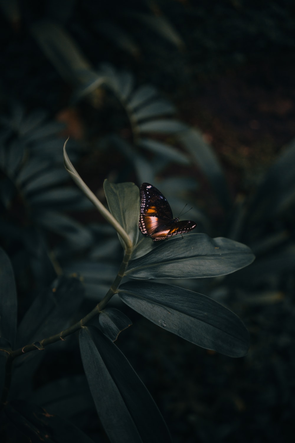 Dark Butterfly Wallpapers