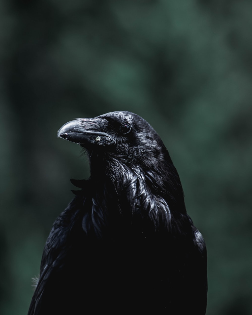 Dark Crow Wallpapers
