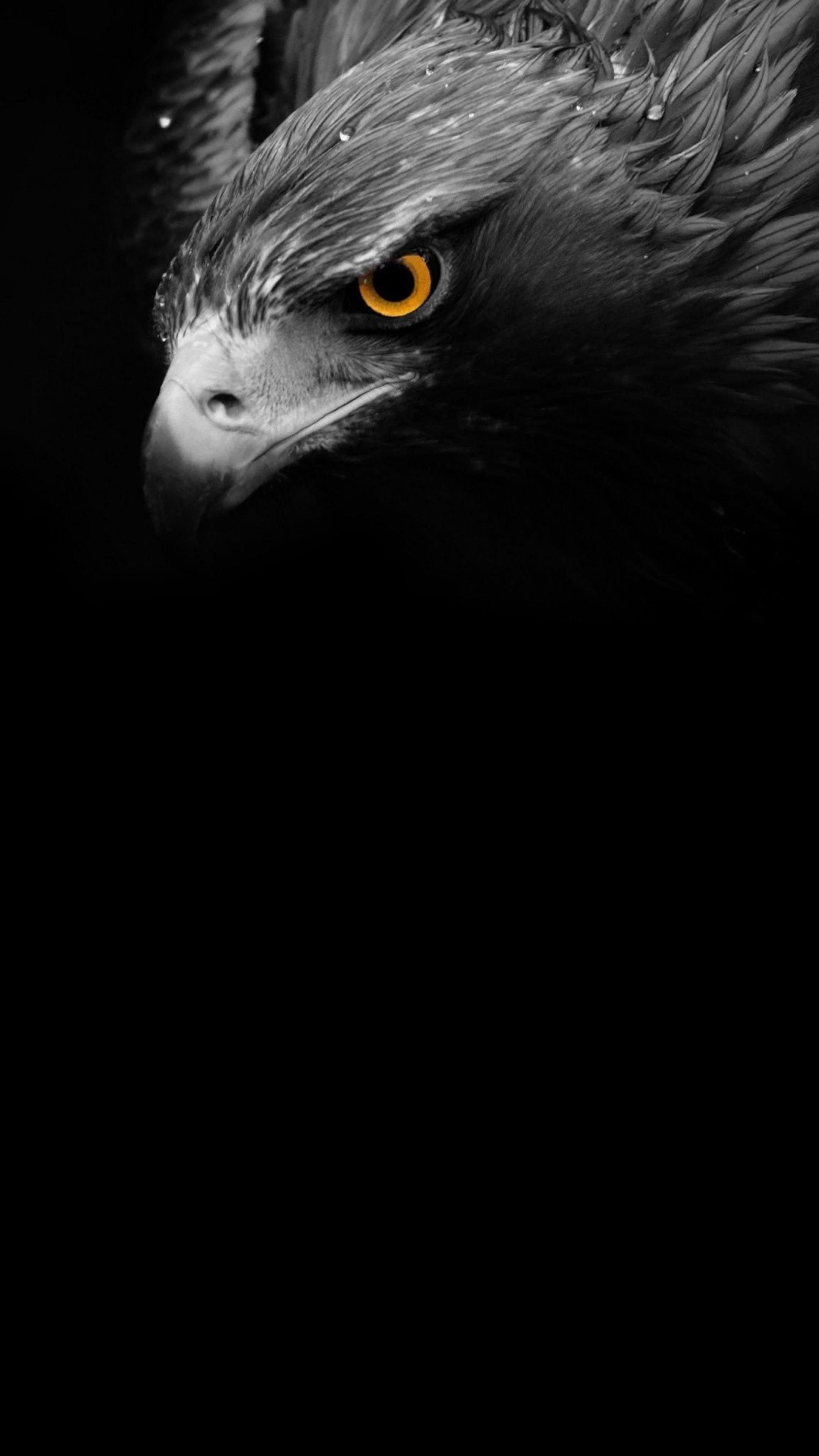 Dark Eagle Wallpapers