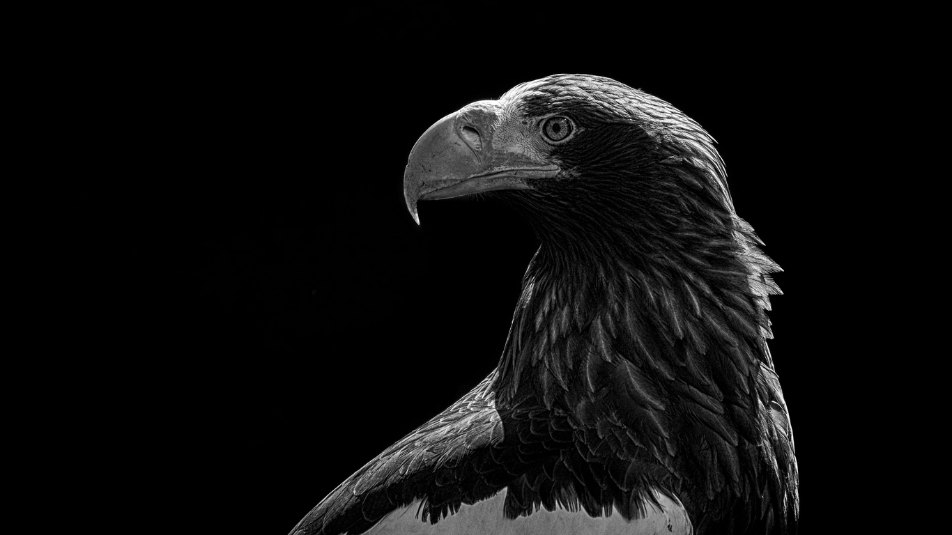 Dark Eagle Wallpapers