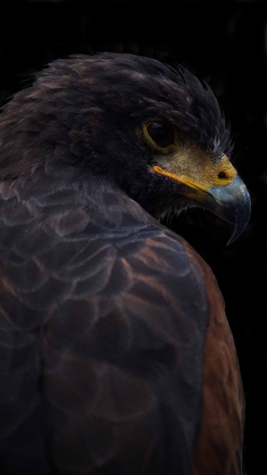 Dark Eagle Wallpapers